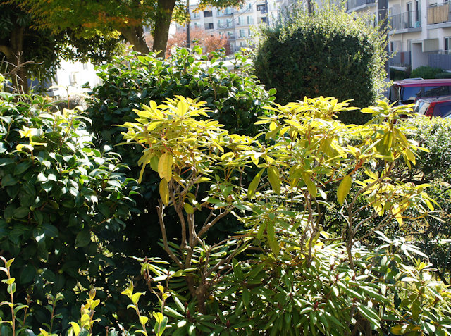 シャクナゲ(石楠花)