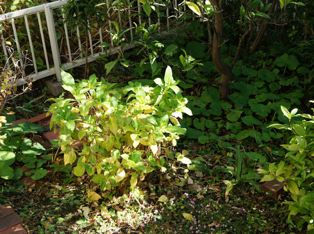 アジサイ(紫陽花)