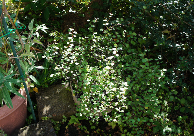 ワイヤープランツ