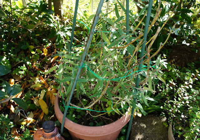 アメジストセージ