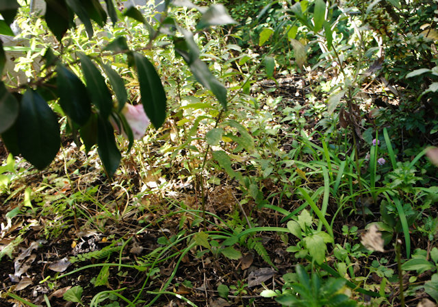 サザンカ(山茶花)