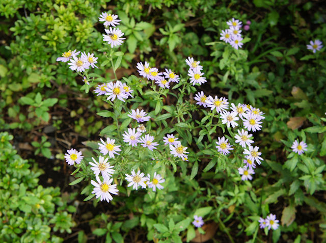 ノコンギク(野紺菊)