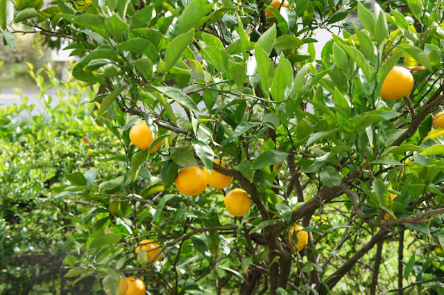 ミカン