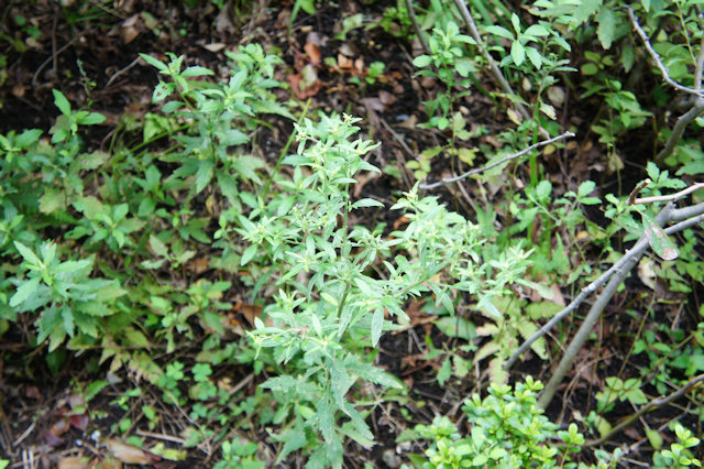 ノコンギク(野紺菊)