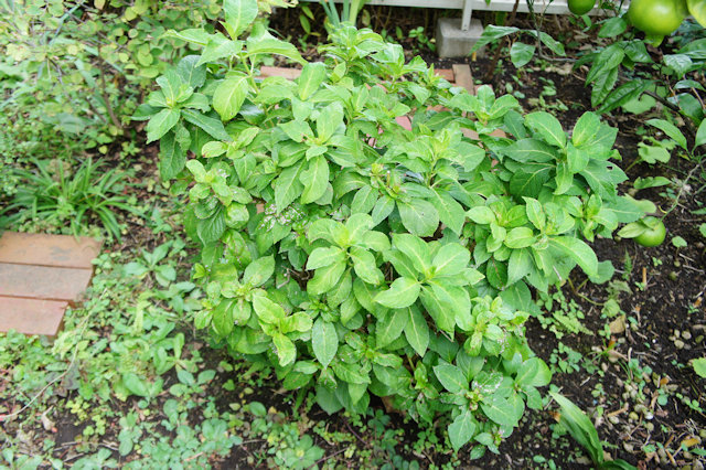 アジサイ(紫陽花)