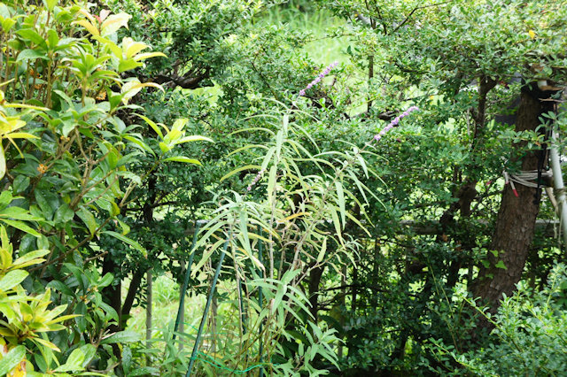 アメジストセージ