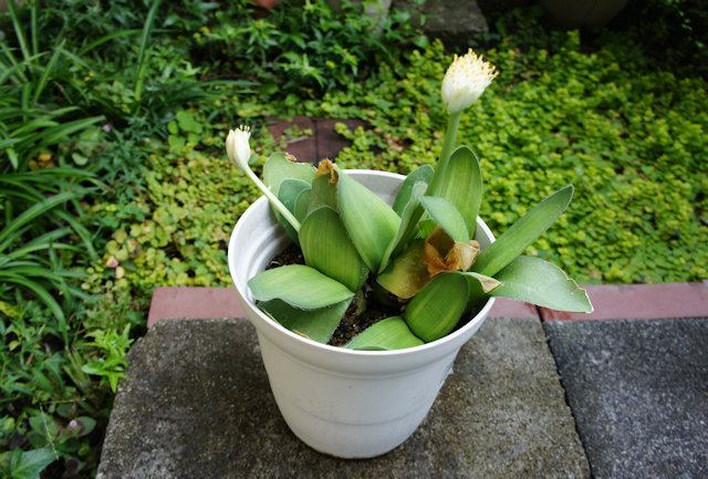 眉刷毛オモト(万年青)