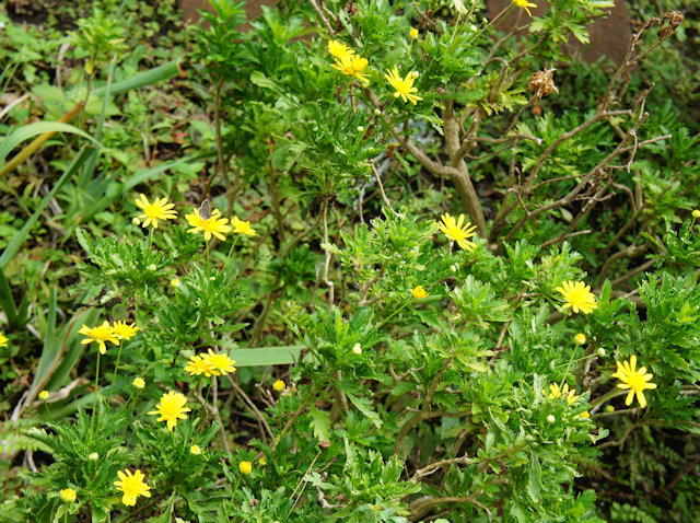 マーガレットコスモス