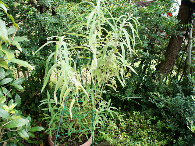 アメジストセージ