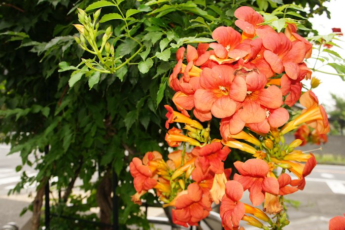 ノウゼンカズラの花