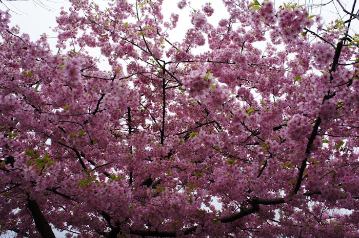 河津桜が咲きました
