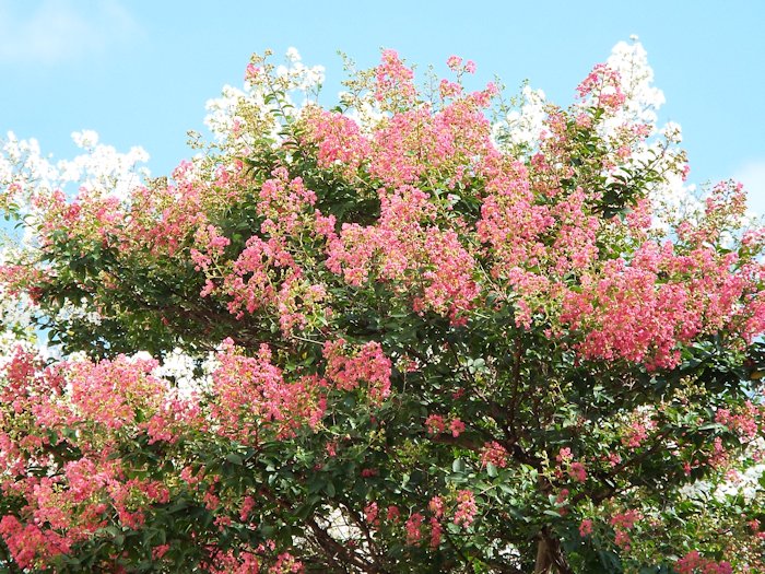 赤いサルスベリも咲いていました