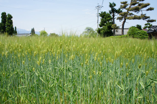 青い穂をつけた麦畑