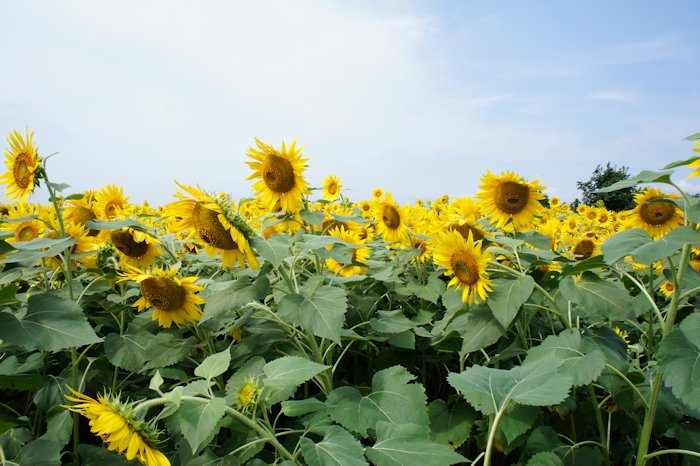 安曇野追想雑感