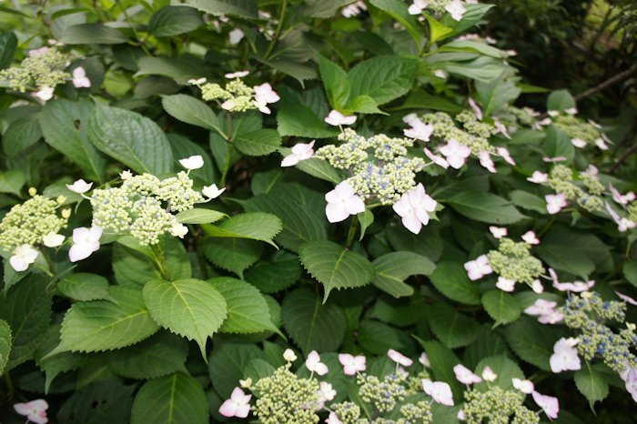 アジサイの花が咲き始めました