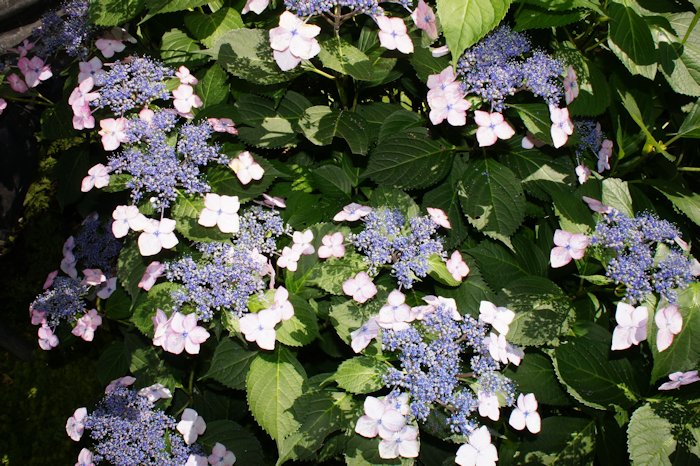 アジサイが満開になりました