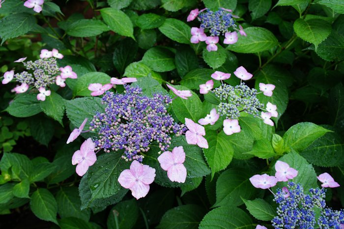 満開が近くになりました