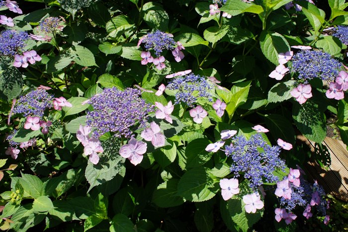 満開になりました