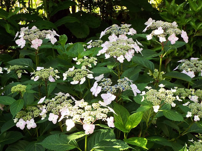 ガクが色付きました