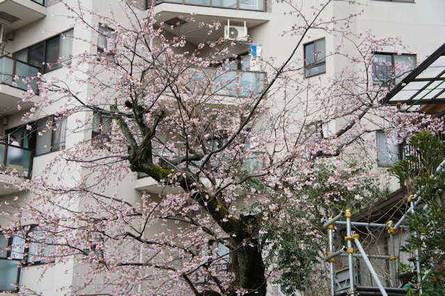 早咲きの桜
