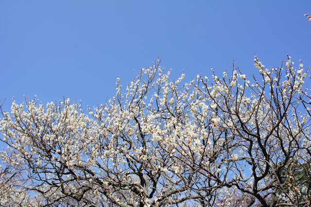 熱海梅園のウメ