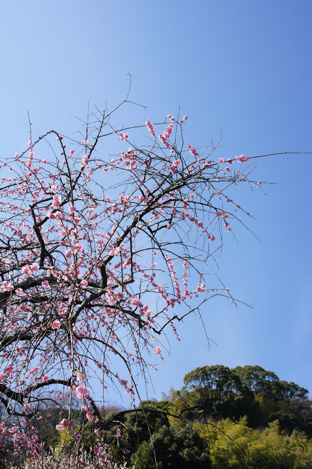 熱海梅園のウメ
