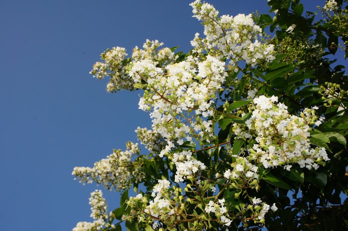 白いサルスベリ