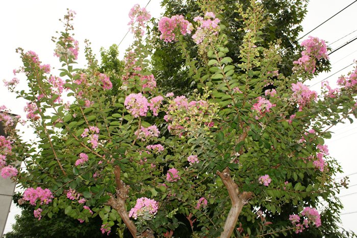 ピンクのサルスベリ