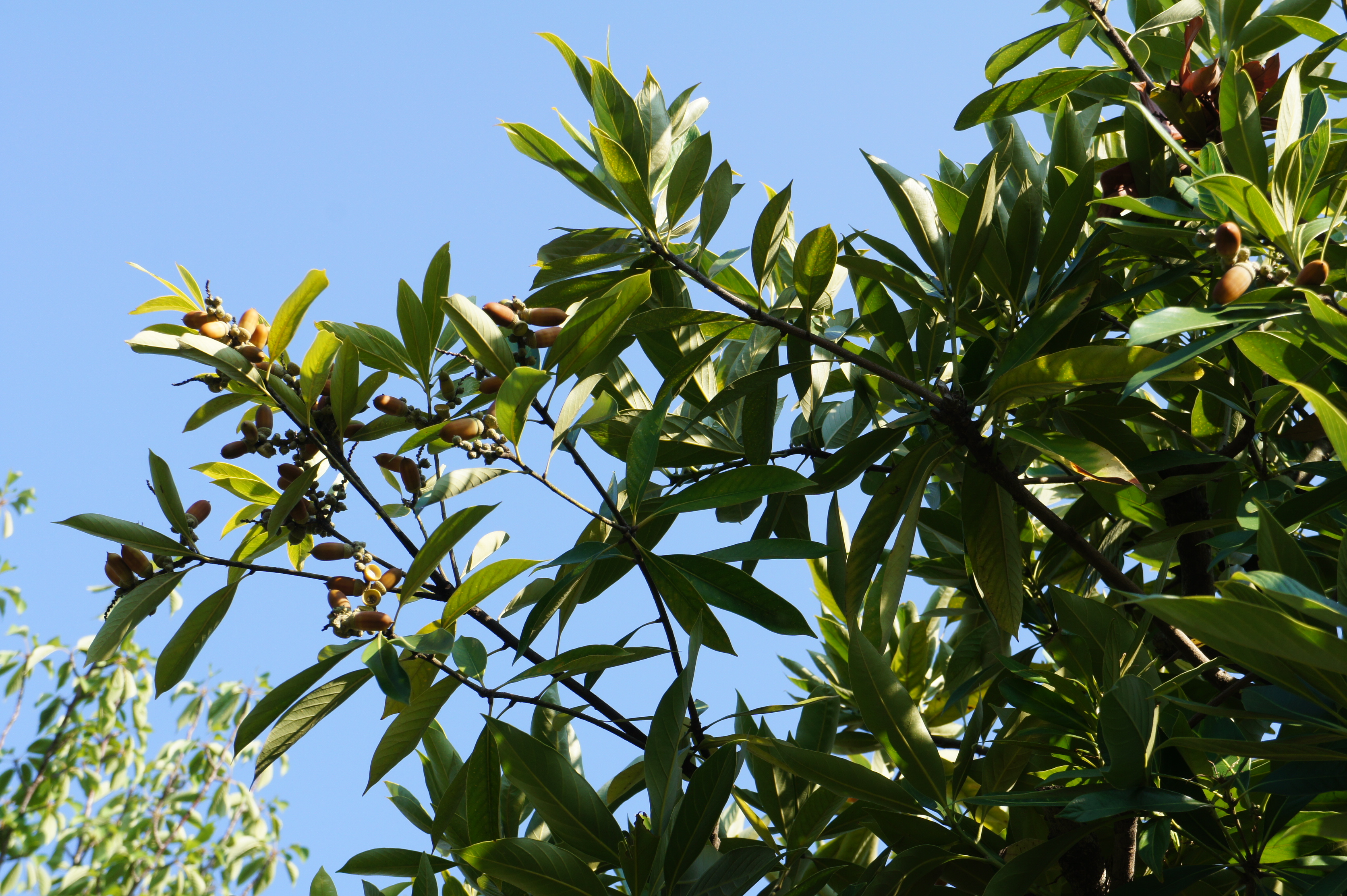 ムラサキシキブ