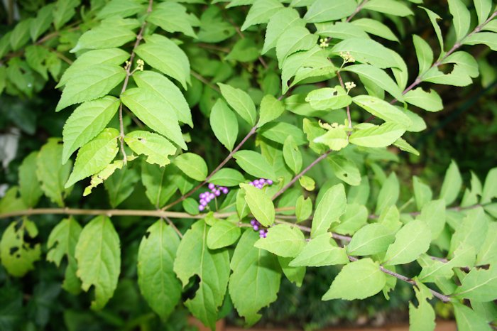 ムラサキシキブ