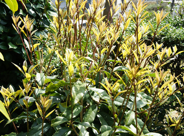 キンモクセイ（金木犀）