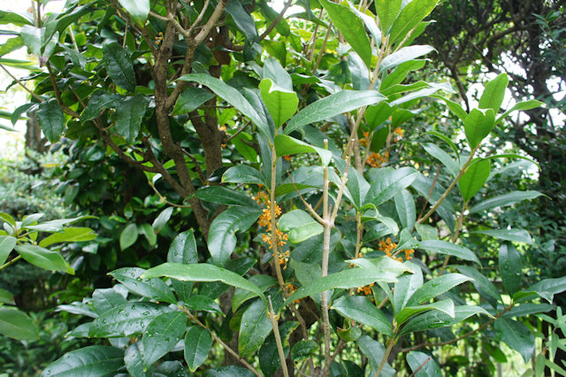 キンモクセイ（金木犀）