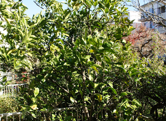 ミカン（蜜柑）