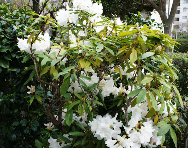 シャクナゲ（石楠花）