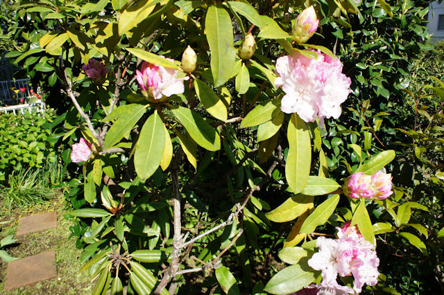 シャクナゲ（石楠花）