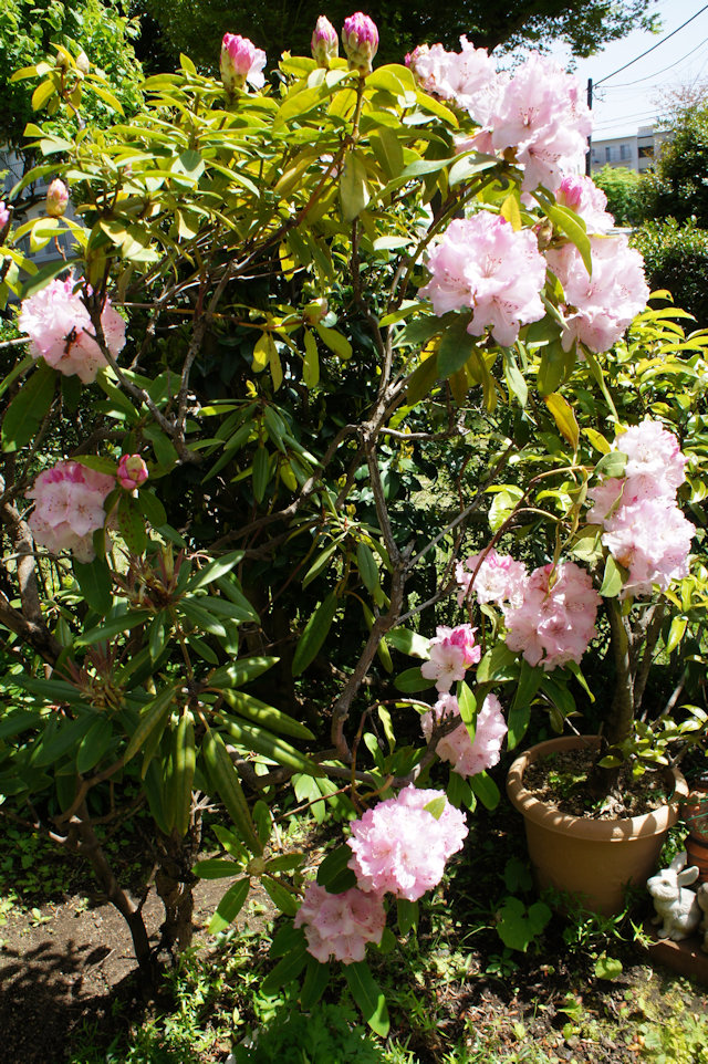 シャクナゲ（石楠花）