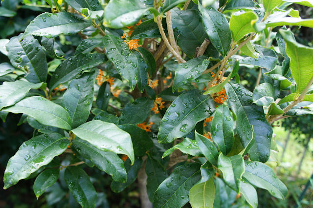 キンモクセイ（金木犀）