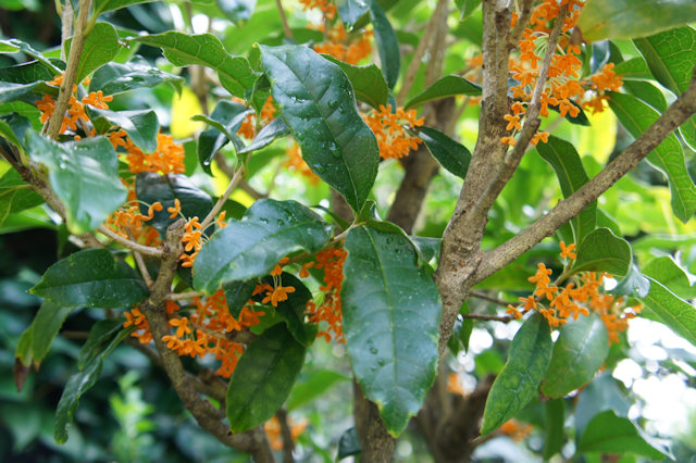 キンモクセイ（金木犀）