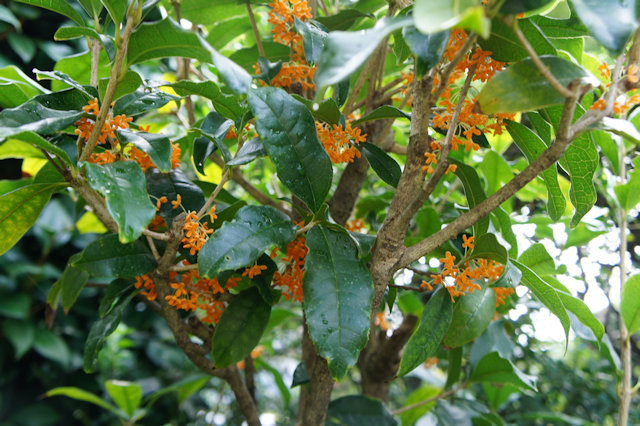 キンモクセイ（金木犀）