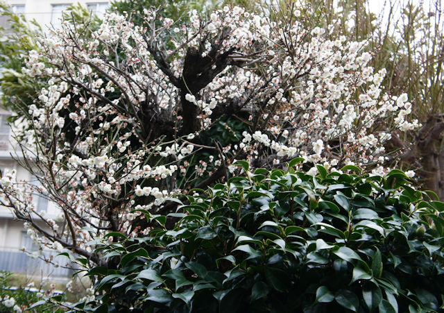 2月のウメ