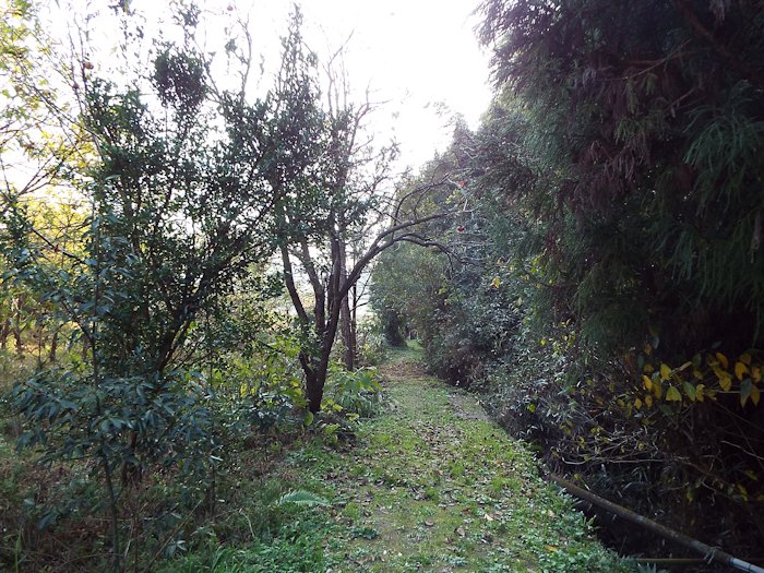 山の田んぼに行く道を引き返します