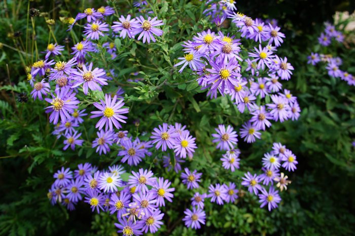 ノコンギク（野紺菊）