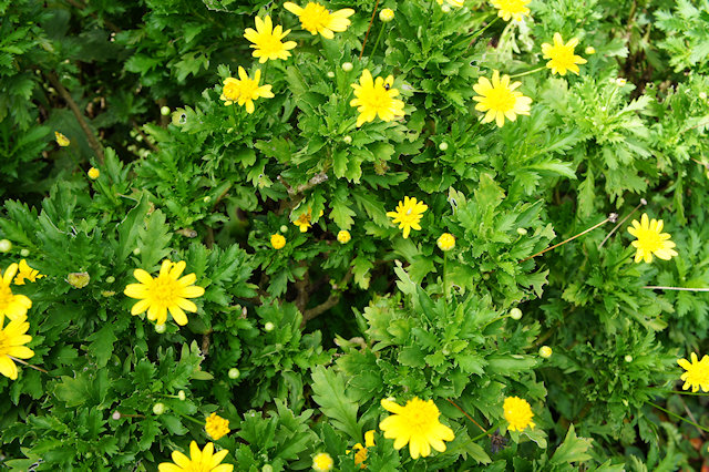 マーガレットコスモス