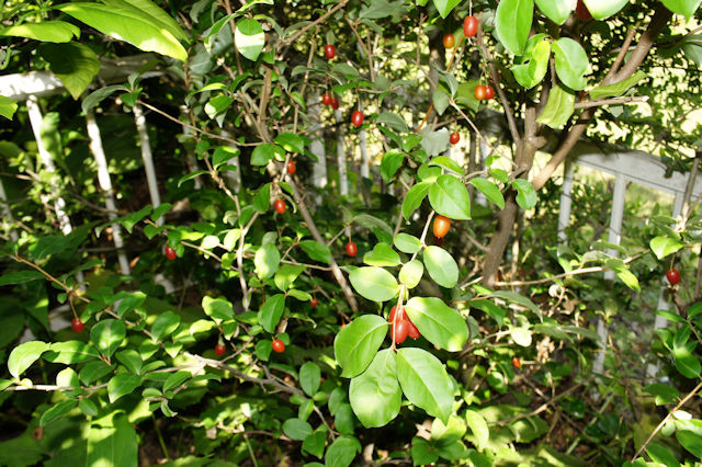 グミの実が付きました