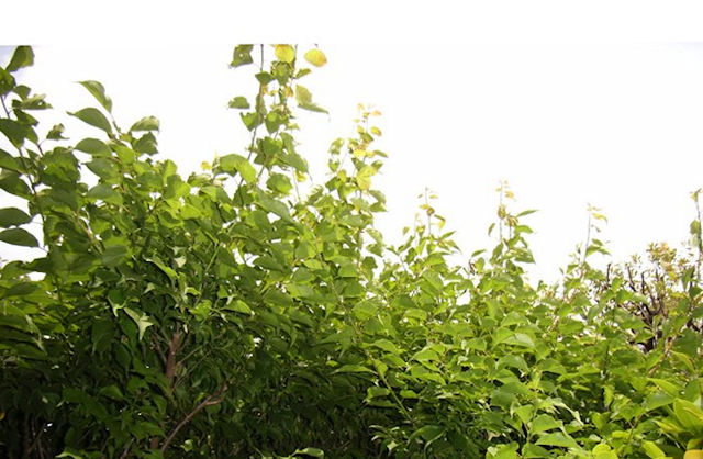 梅の実がなりました