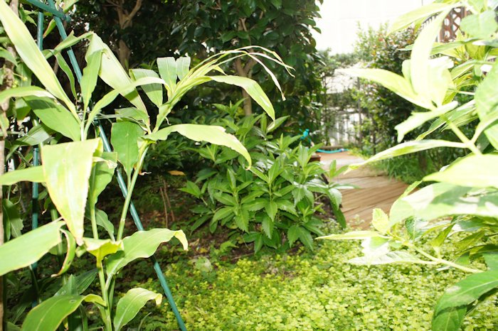 ガーデンを地面より見ました