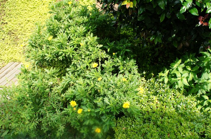 現在の庭の状況を撮影しました