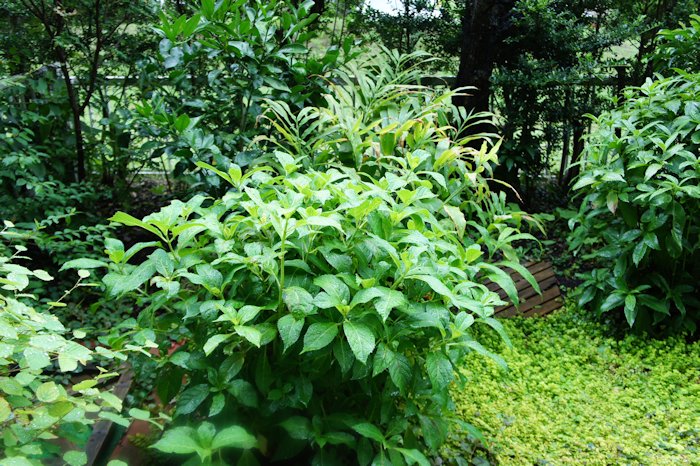 H29年9月22日撮影