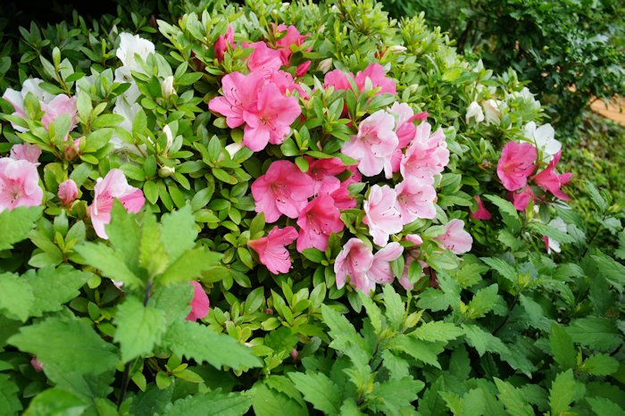 サツキが咲きました