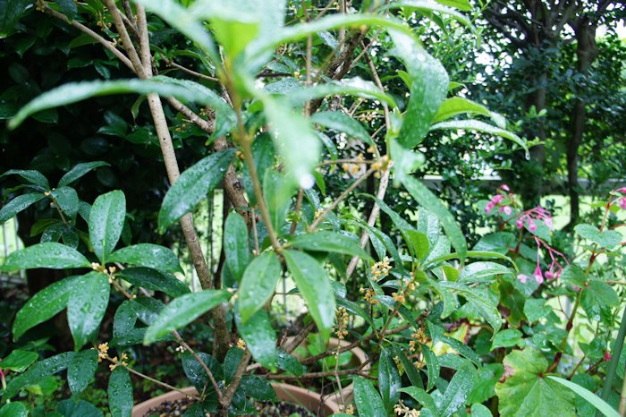 キンモクセイの香りがしました